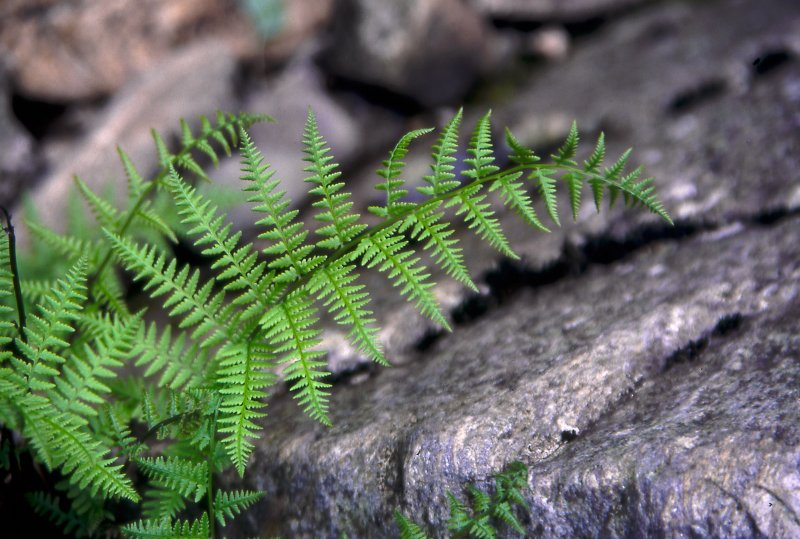 fern by the river