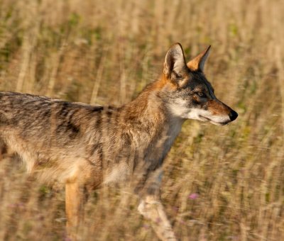 Coyote on the Hunt