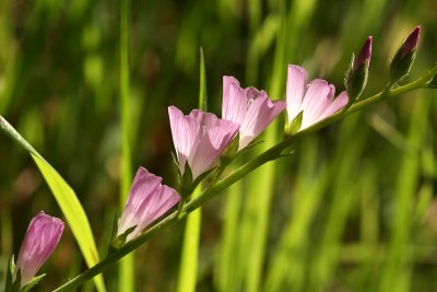 Santa Rosa Plateau