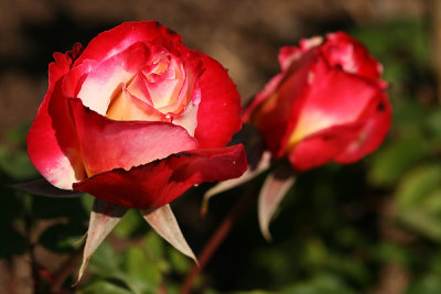 Balboa Park Rose Garden