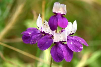 g4/67/34567/3/136563426.eszAML1b.jpg
