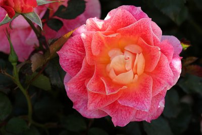 Rose Garden 2