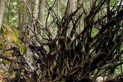 Cedar roots