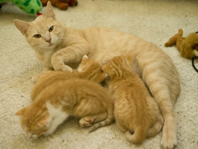Blondie and Buddy have created 3 little kitties.