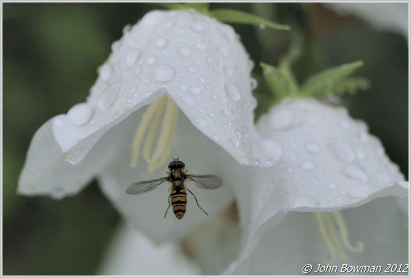 Insect In Flight