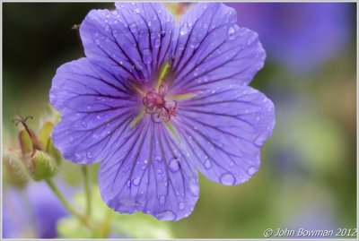 Our Garden In North Wales. UK