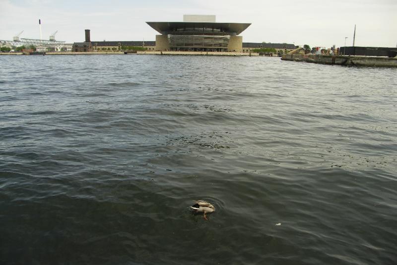Operahouse with duck