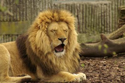 Lion (Panthera leo) in Copenhagen Zoo