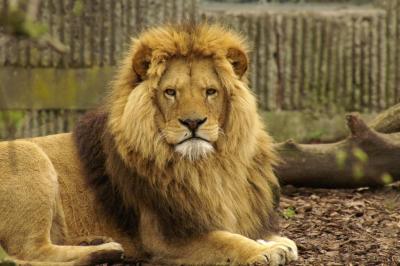 Lion (Panthera leo) in Copenhagen Zoo