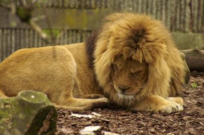 Lion (Panthera leo) in Copenhagen Zoo