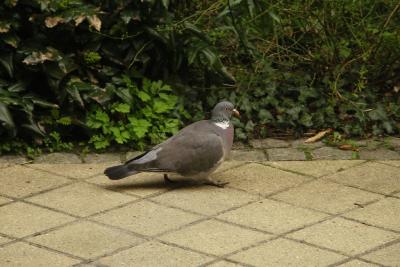Walking pigeon