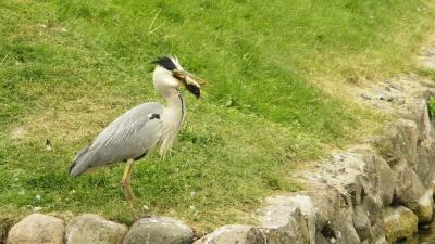 The Heron and The Duckling
