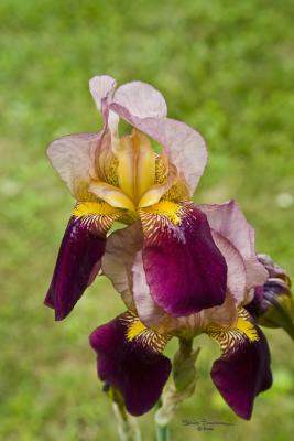 IMG_6115_ACR_curves_NI_SH_SS_v2_sig.jpg
