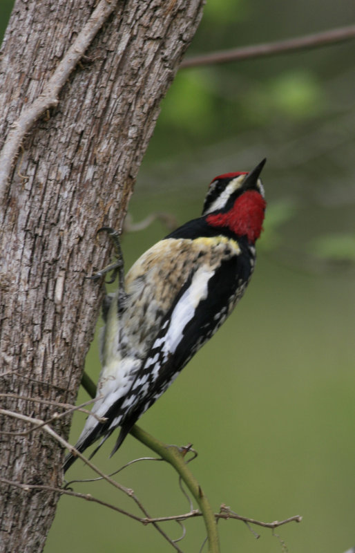 Yellow-bellied Sapsucker1.jpg