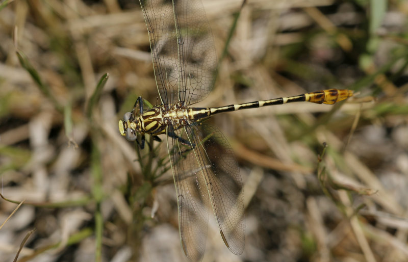 Flag-tailed Spinyleg.jpg