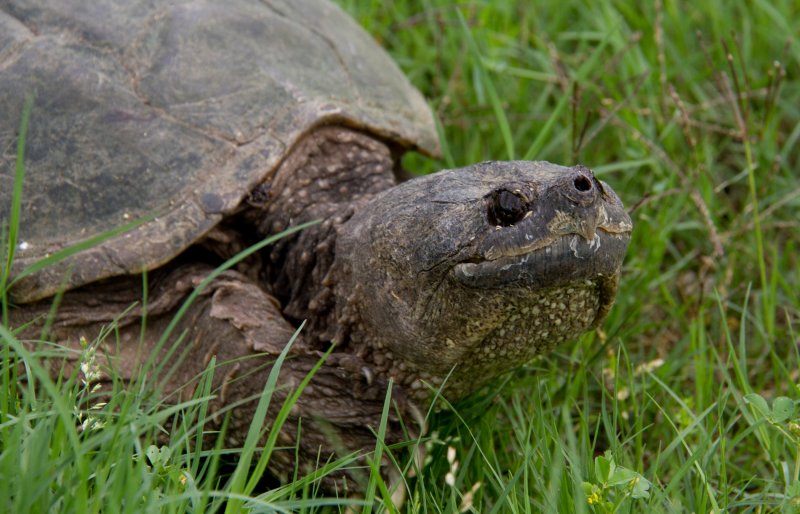 Snapping Turtle 3.jpg
