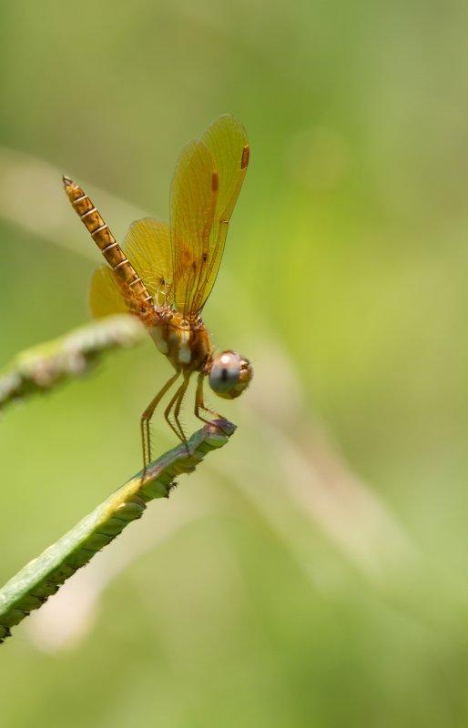 eastern amberwing.jpg