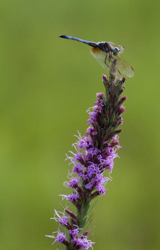 blue dasher 2.jpg