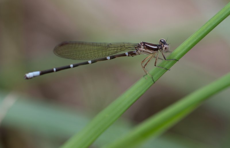 immature Blue-ringed Dancer.jpg