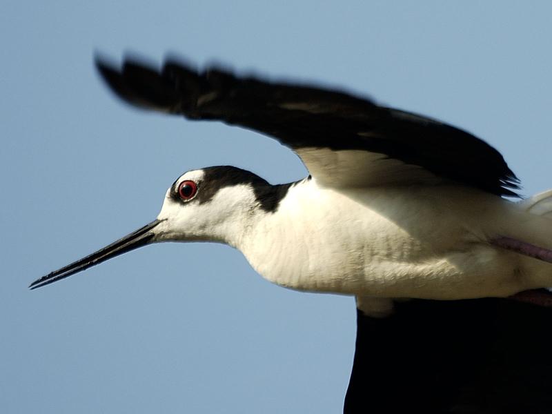 Black-necked Stilt.jpg