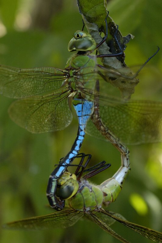 Common Green Darner mating.jpg