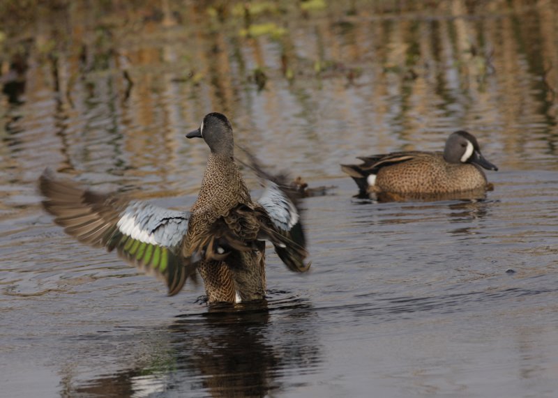 Blue-winged Teal 01.jpg