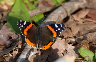 Red Admiral.jpg