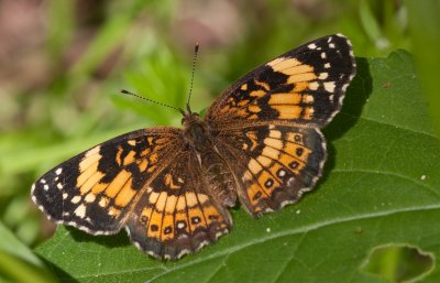 Silvery Checkerspot.jpg