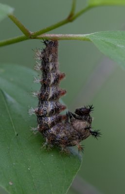 Question Mark caterpillar.jpg