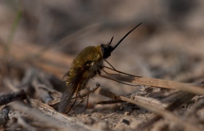 Bee Fly.jpg