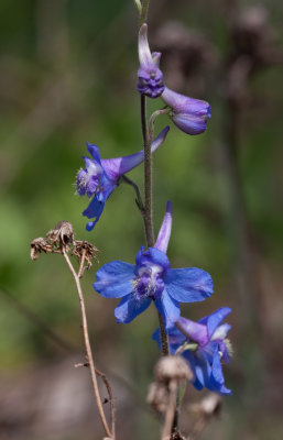 Blue Larkspur.jpg