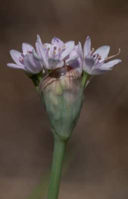 Wild Onion.jpg