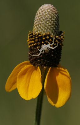 tiny Crab Spider.jpg