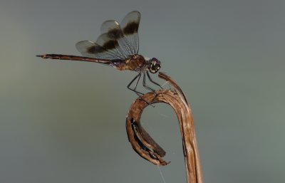 Four-spotted Pennant1.jpg