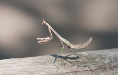Praying Mantis 1.jpg