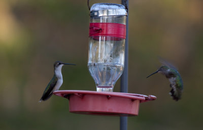 Ruby-throated Hummingbird 3.jpg