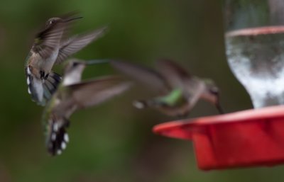 Ruby-throated Hummingbird 4.jpg