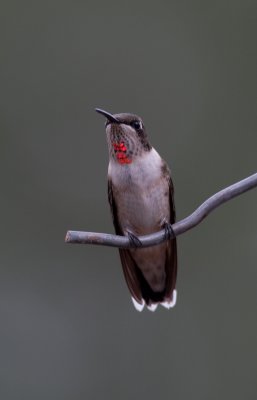 Ruby-throated Hummingbird 5.jpg