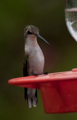 Ruby-throated Hummingbird 6.jpg