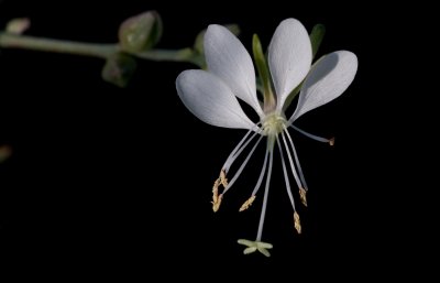 Gaura.jpg