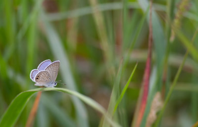 Ceraunus Blue.jpg