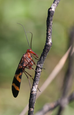 Scorpionfly.jpg