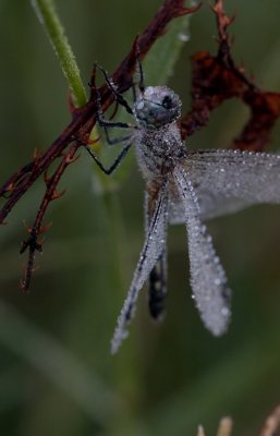 Blue Dasher covered in dew.jpg
