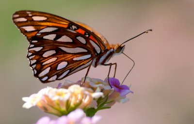 Gulf Fritillary.jpg