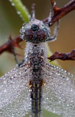 dragonfly and dew drops.jpg