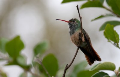 Buff Bellied Hummingbird.jpg