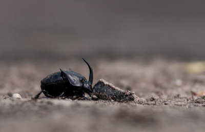 Dung Beetle 2.jpg