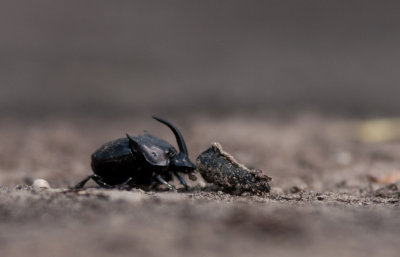 Dung Beetle 1.jpg