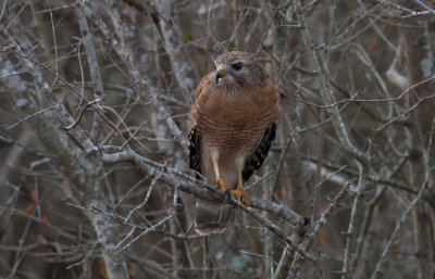 Red-shouldered Hawk.jpg