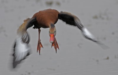 Blak-bellied Whistling Duck.jpg